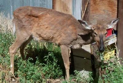 A deer suffering from Chronic Wasting Disease