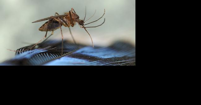 Wicomico Mosquito Spraying Finished for 2023 - Vimarsana News