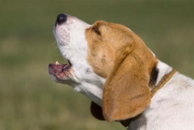 Dog barking