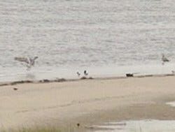 Piping Plovers