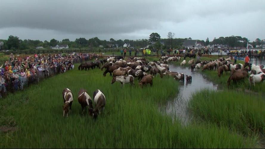 Thousands Turn Out for 93nd Annual Chincoteague Pony Swim