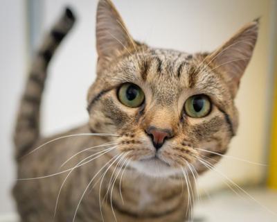 Ichiru, currently up for adoption at Talbot Humane