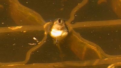 Travels With Charlie: Bugs and Tadpoles 2021