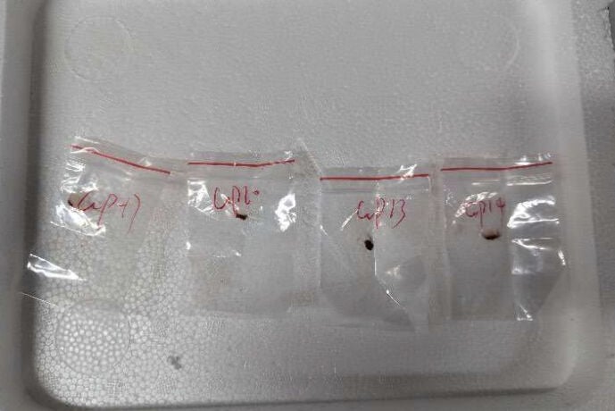 US Dangerous Fungus