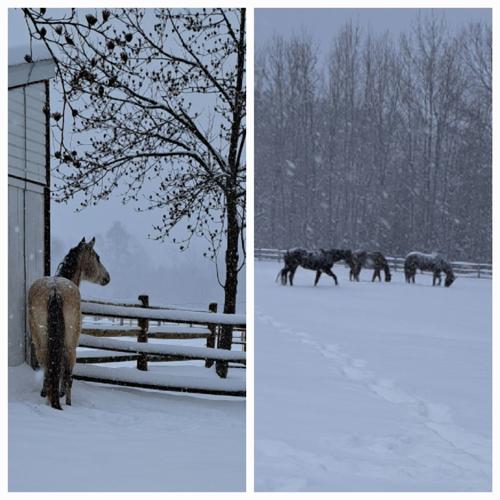 Karen Guthrie - Preston, MD