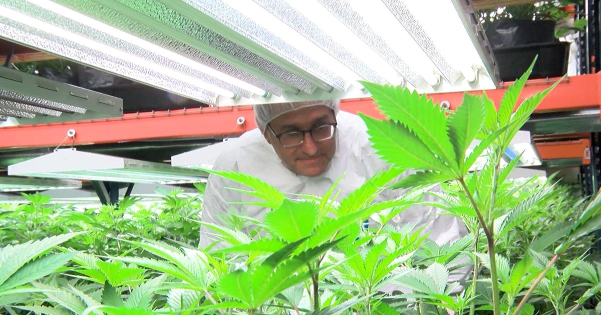 Meyer Tours Milford Cannabis Facility Ahead of Adult-Use Market Launch