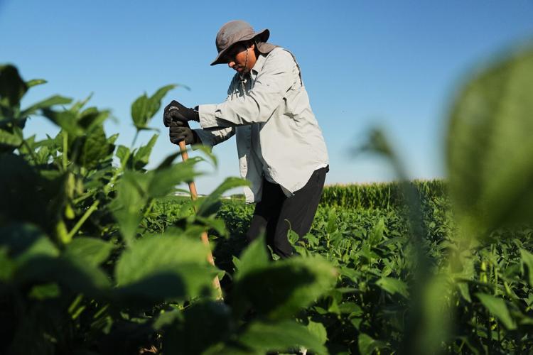 Climate Roots Carbon Capture