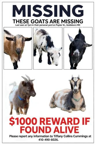 Missing Goats Flyer