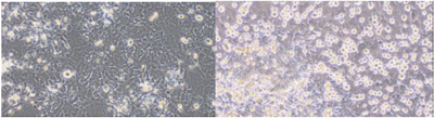 Cloud-Clone Primary Cardiac Cells: High-Fidelity In-vitro Models for Cardiovascular Research and Drug Evaluation