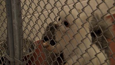 More Rescued Pomeranians Ready for Adoption