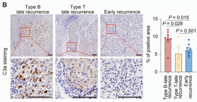 Decoding the Complement System: Cloud‑Clone One‑Stop Solutions for Advanced Complement Research