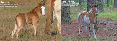 Foals 11 and 40