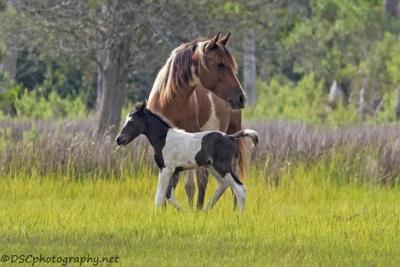 Chincoteague Pony Foal 101