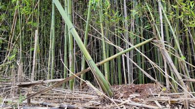 Bamboo