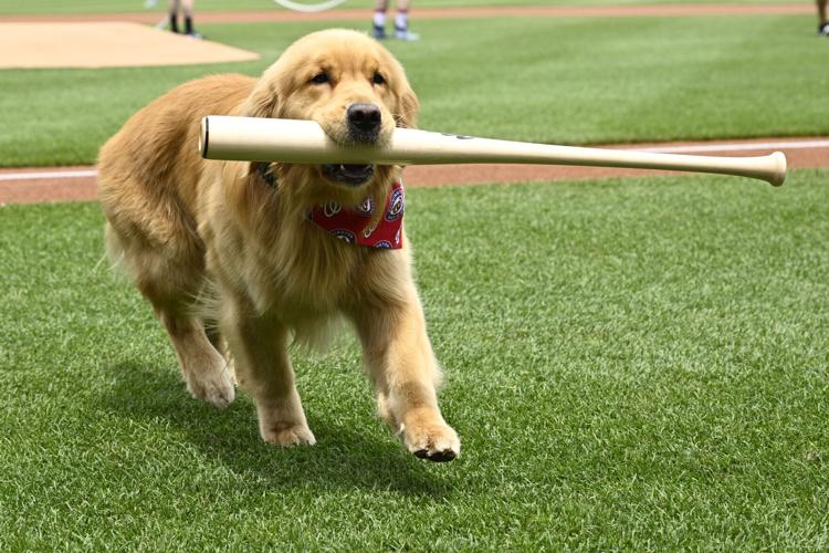 Marlins Nationals Bat Dog Baseball
