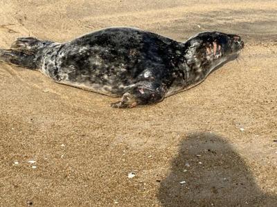 Gray Seal Shot