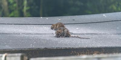 Roof Rat Activity Climbs in Chandler as Citrus Ripens and Nights Cool