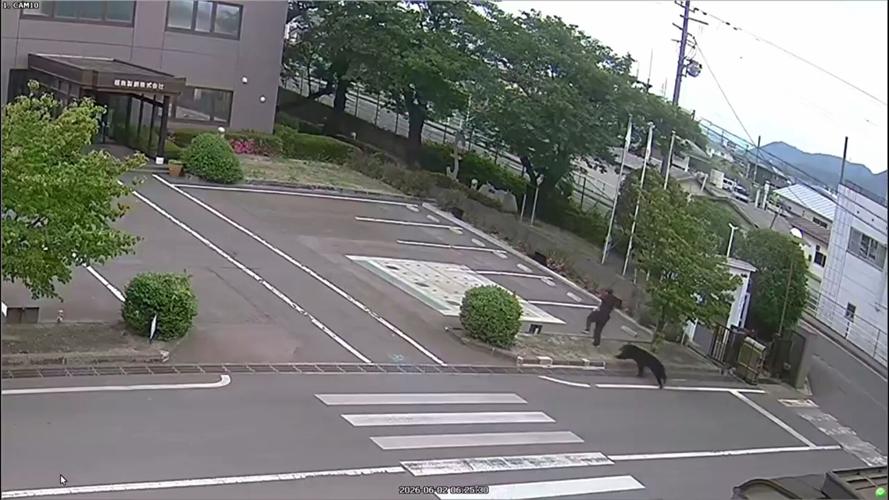 Japan Bear Attack