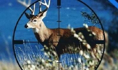 Westover Hunter Finds Grisly Dead Deer Dumping Site