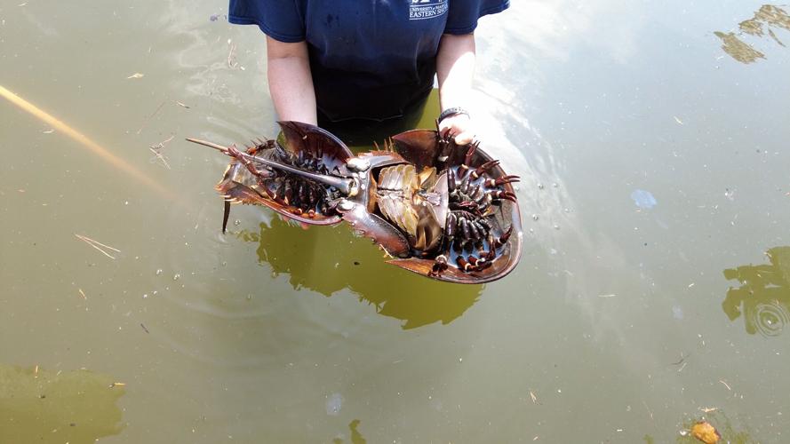 Trying to Solve the Mystery of a High Mortality Rate for Horseshoe