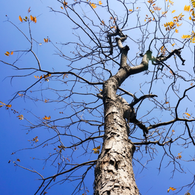 Zazueta Tree Specialists: San Jose's Trusted Tree Service