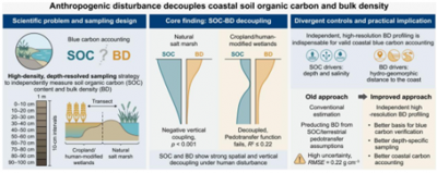 Hidden uncertainty: Human activity severs critical link between soil carbon and density in coastal zones