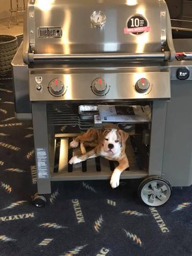 73413165_2570456843012578_3646577227446878208_n