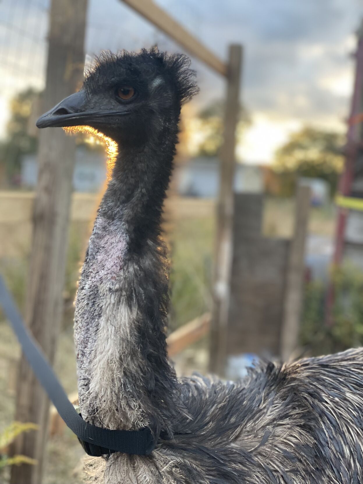Liberty the Emu