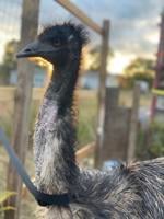 An Emu is on the Loose in Sussex County
