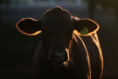 Screwworm Cattle Imports
