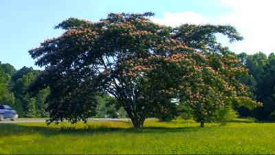 Travels With Charlie: Mimosa Tree
