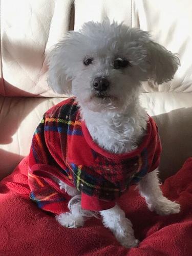 Mia the Maltese dog in her Christmas outfit.