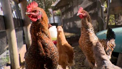 Chickens