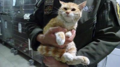Soldier in Afghanistan Set to Bring Kitten Home to Seaford