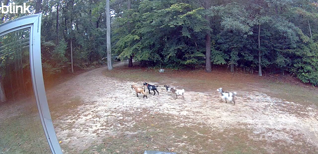 Security camera footage of a family's five goats walking toward the road before their disappearance.