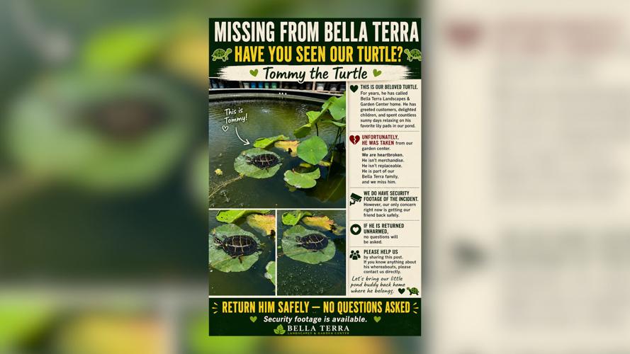 Missing Tommy the Turtle Poster