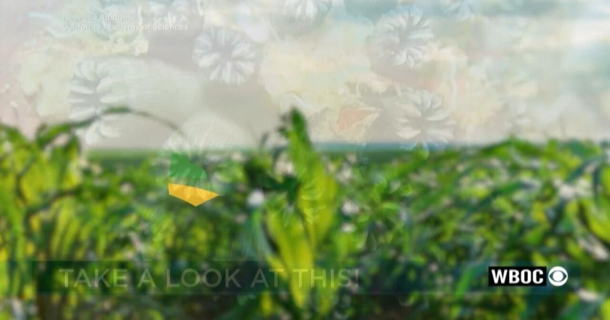Farming Our Future: Pint Farms
