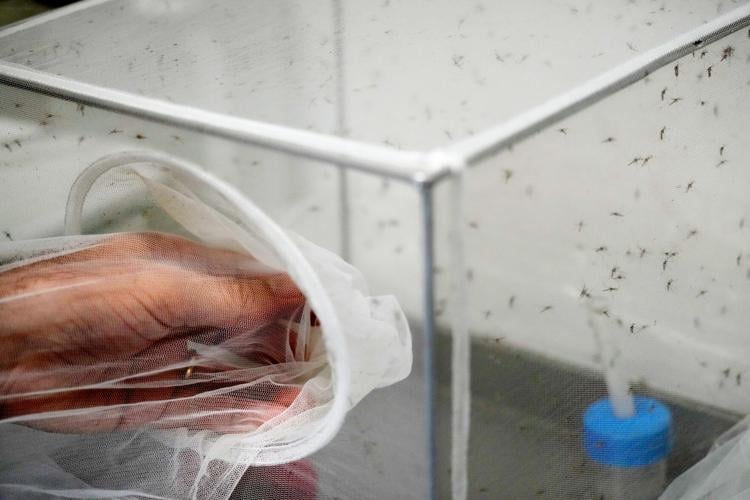 Italy West Nile Virus