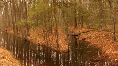 Travels With Charlie: Blackwater National Wildlife Refuge