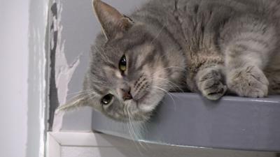 Brandywine Valley SPCA