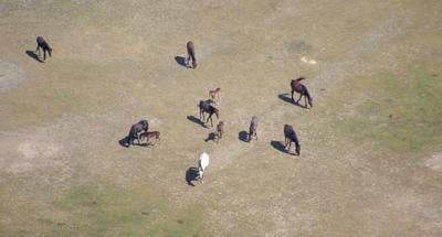 Naylor Farm horses