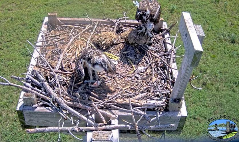 Ospreys in the nest at Cape Henlopen State Park