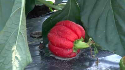 Produce from Edwards Farm