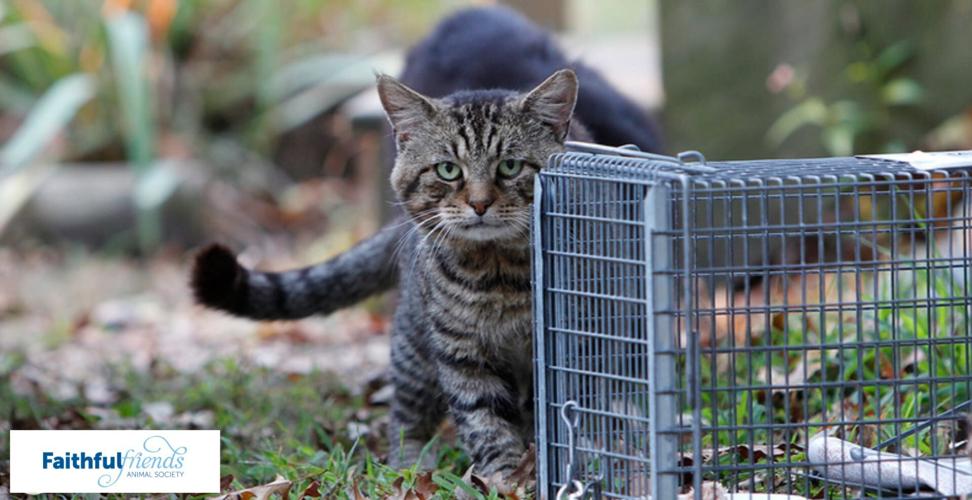 Faithful Friends Animal Society