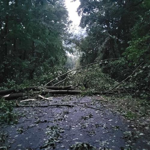 Tree Down