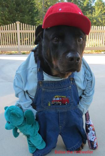 This is Baloo the rottweiler ready for trick or treating!