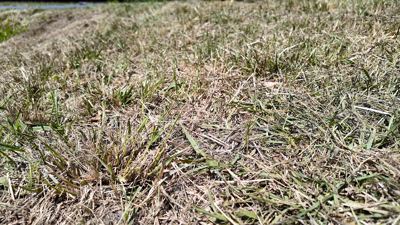 dry grass