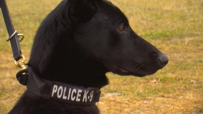 Milton Police Department Get New K-9 Officer