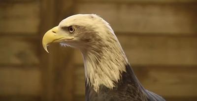 Lead Poisoning in Eagles from Hunting   YouTube