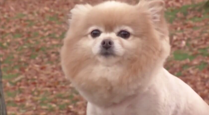 How much do you love your dog    Thursday  April 2  2015   YouTube